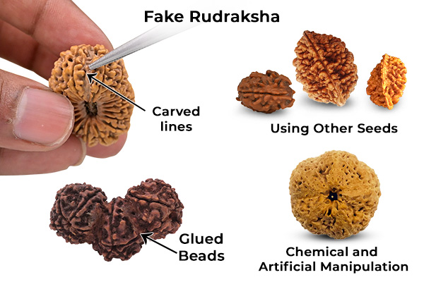 Common Methods Used to Fake Rudraksha