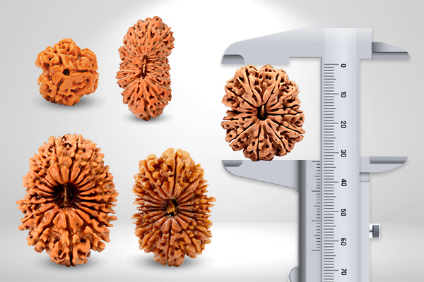 Complete Guide to Rudraksha Size Grades