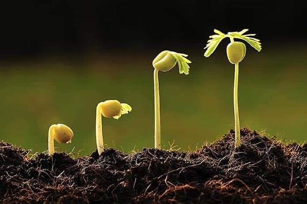 Core Lessons of Muladhara Chakra