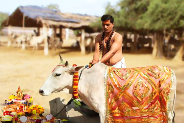 Cow Seva & Donation on Devshayani Ekadashi