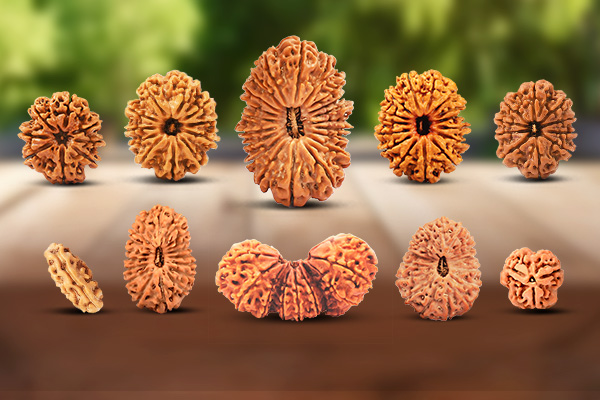 Different Types of Rudraksha Beads from the Tree