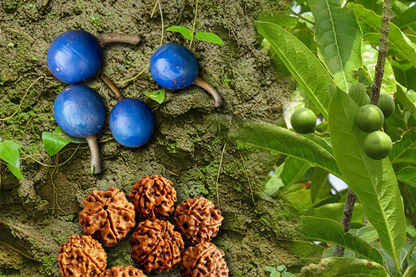 Elaeocarpus Ganitrus Fruit
