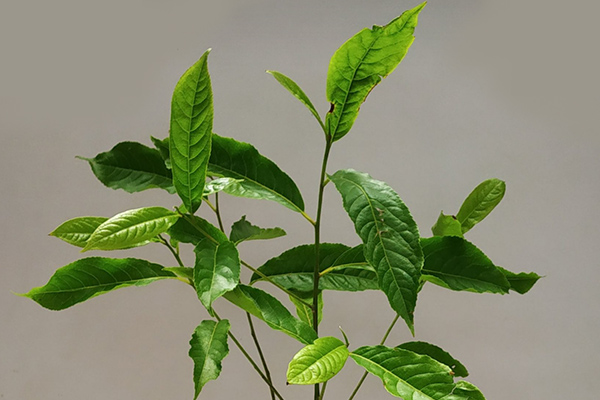 Elaeocarpus Ganitrus Leaves