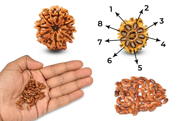 Elaeocarpus Ganitrus Seeds