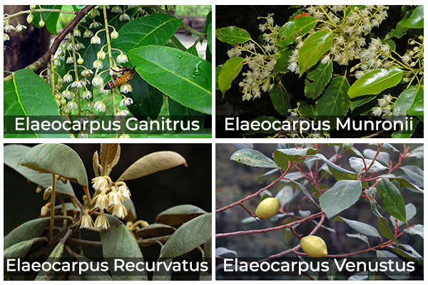 Elaeocarpus Ganitrus Types