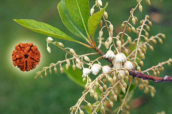 Elaeocarpus Ganitrus