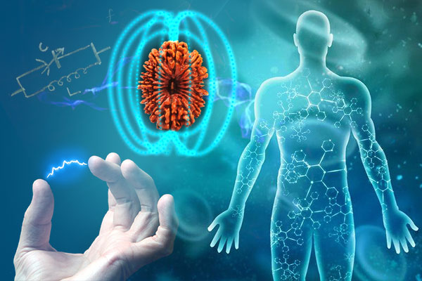 Electric Properties of Rudraksha