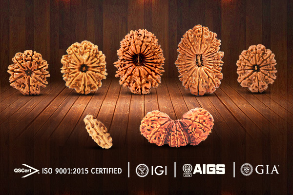 Everything About Rudraksha