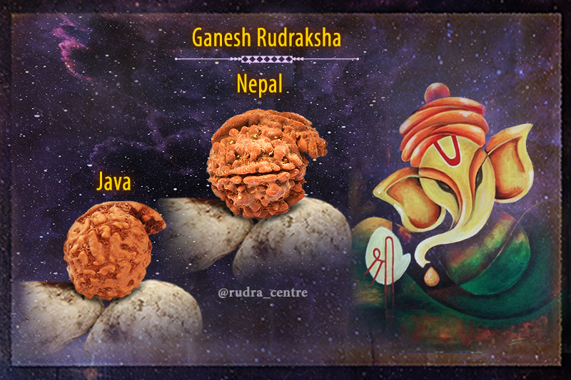 Ganesh Rudraksha