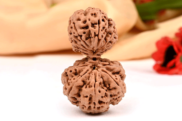 Garbh Gauri Rudraksh