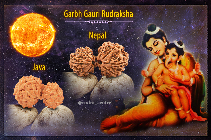 Garbh Gauri Rudraksha