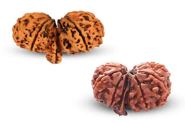 Gauri Ganesh Shankar Rudraksha