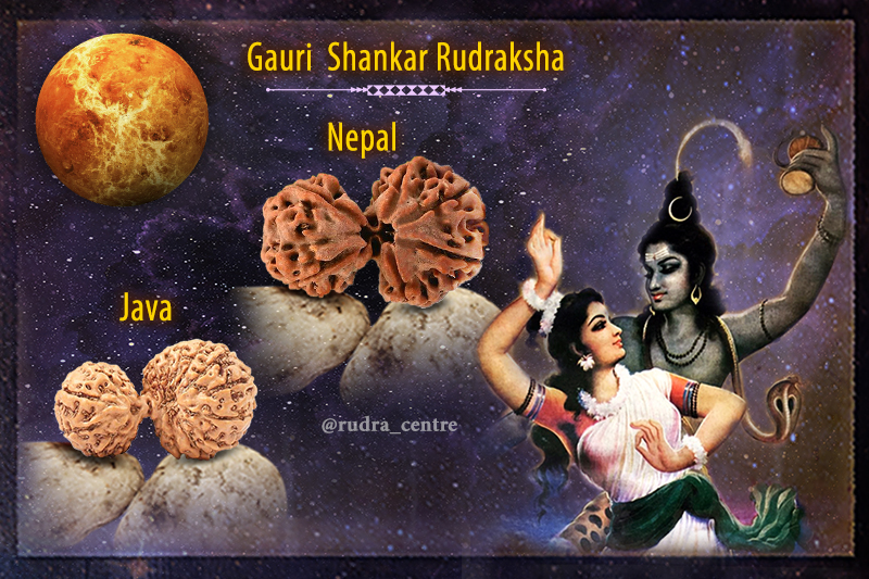 Gauri Shankar Rudraksha