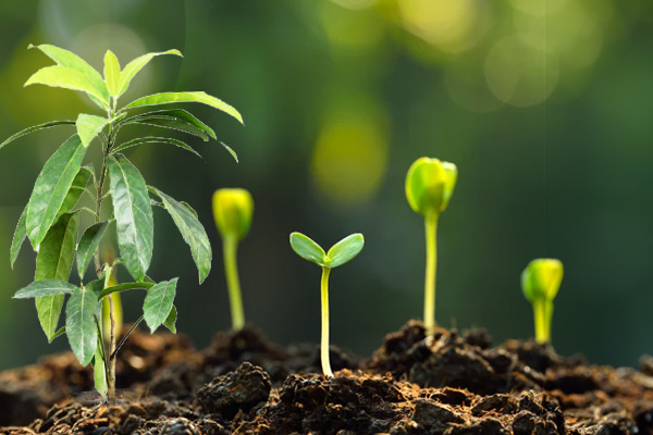 How to Grow Rudraksha Tree at Home? (Planting Tips)