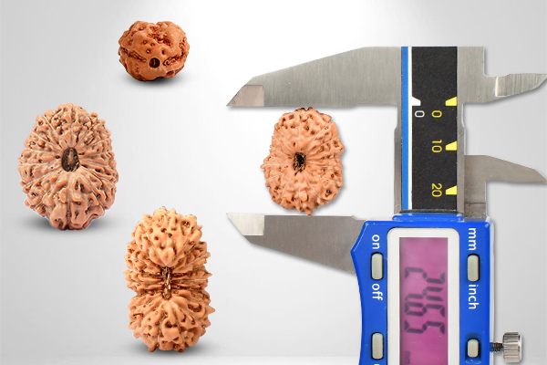 Java Indonesian Rudraksha Size Grade Guide