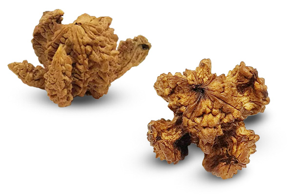 Brahma Kamal Rudraksha