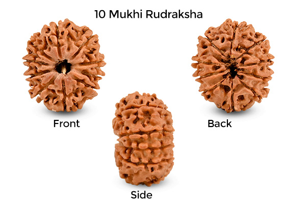 Key Characteristics of an Authentic Rudraksha