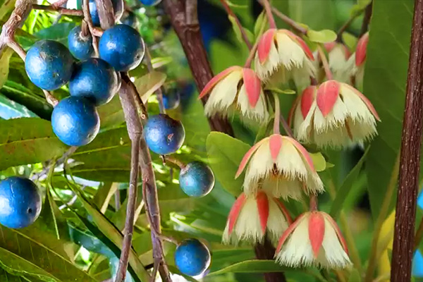 Leaves, Flowers & Fruits of Rudraksha Tree