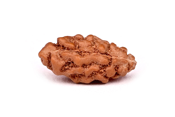 1 Mukhi (Face) Java Rudraksha
