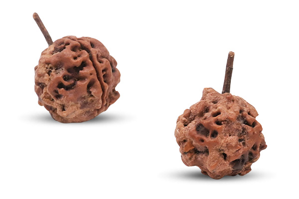 Manipulated 1 Mukhi Rudraksha