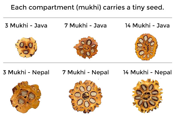 Comparison Between Nepal & Indonesian Rudraksha