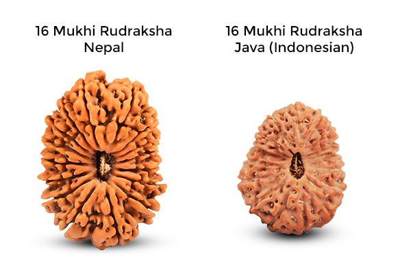 Nepali and Java Rudraksha