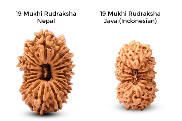 Nepal & Java Variety of Rudraksha