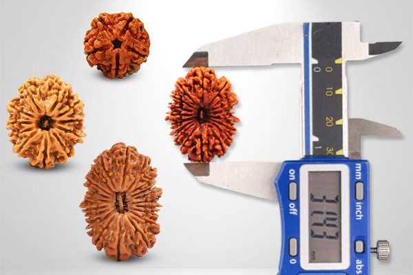 Nepali Rudraksha Size Grade Guide