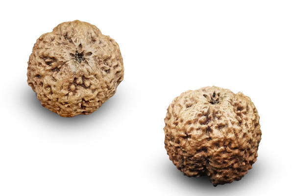 0 Mukhi Rudraksha