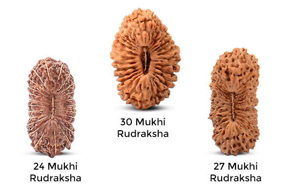 21+ Mukhi Rudraksha
