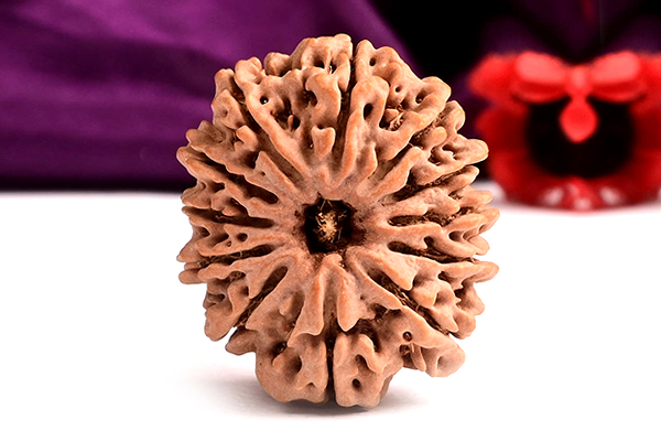 12 Mukhi Rudraksha