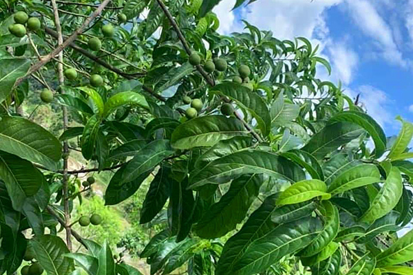 Quick Facts about Rudraksha Tree