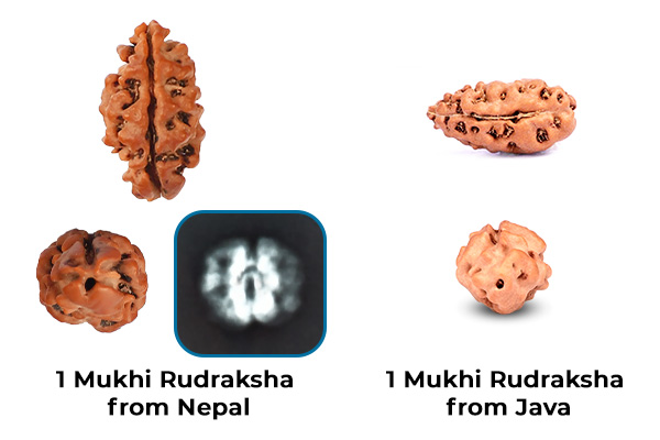 Rarity of Nepali One Mukhi