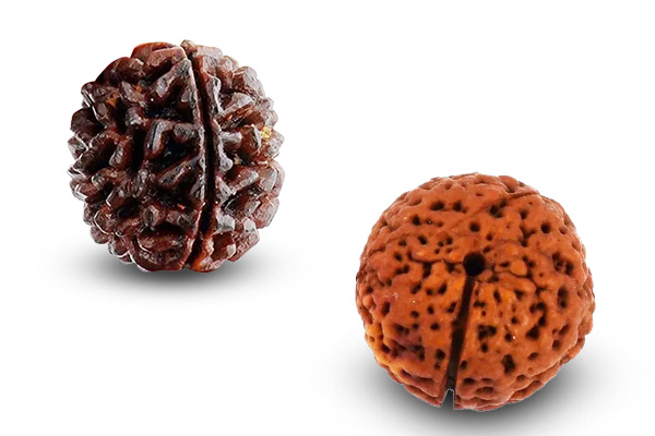 Round 1 Mukhi Rudraksha (Gol Ek Mukhi) 