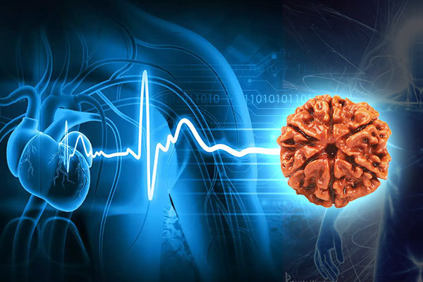Rudraksha Capacitance