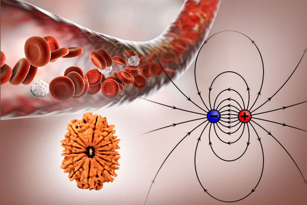 Rudraksha Magnetism