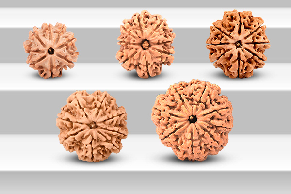 Rudraksha Size Grades Explained