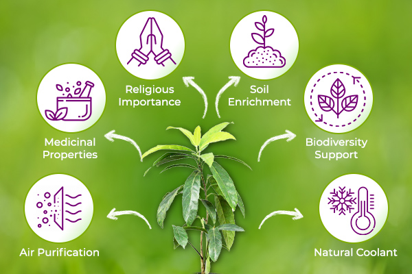 Rudraksha Tree Benefits