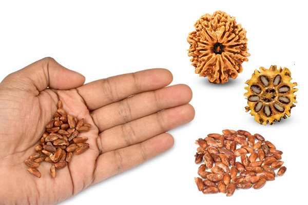 Rudraksha Tree Seeds