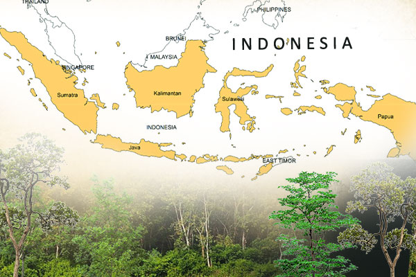 Indonesia Rudraksha