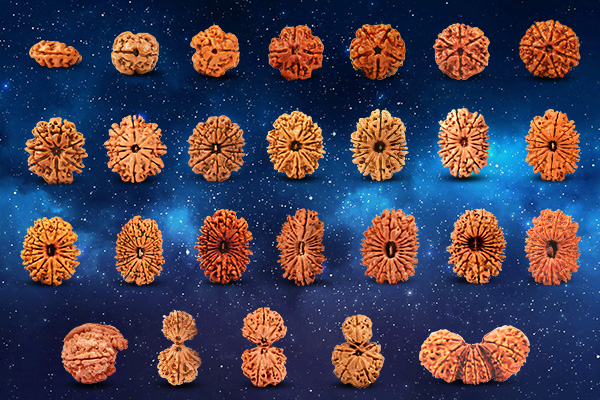 Rudraksha Types