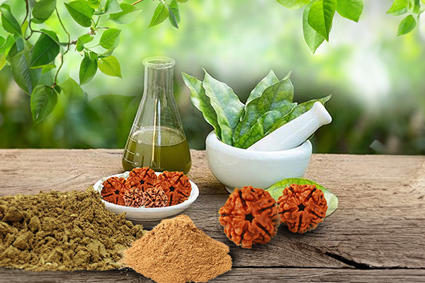 Rudraksha in Ayurveda Medicine