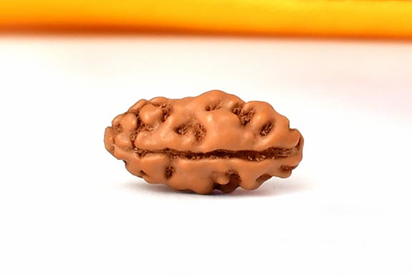 Rudraksha