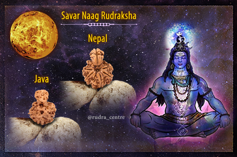 Savar Naag Rudraksha