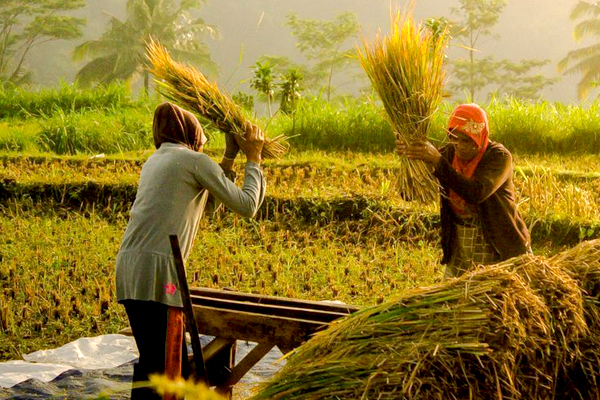 The Spirit of Gratitude: Holi as Thanksgiving for Farmers