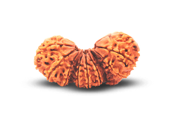 Trijuti Rudraksha