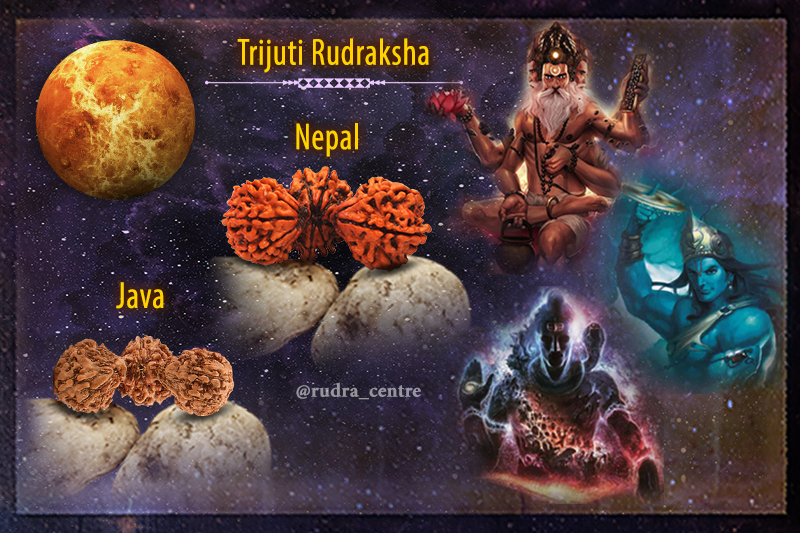 Trijuti Rudraksha