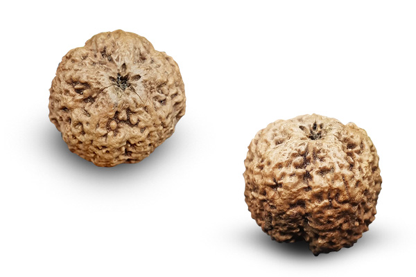 Truth about Nirakar (Faceless) 0 Mukhi Rudraksha