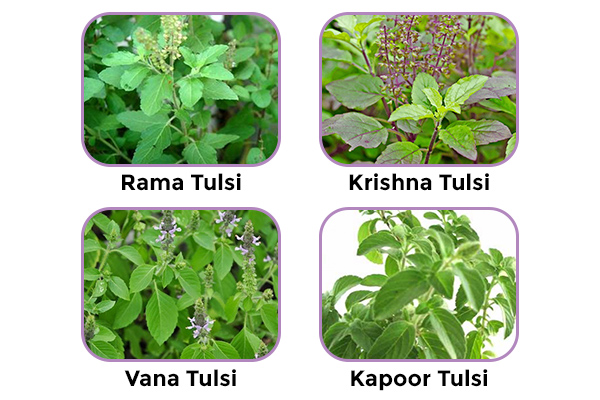 Types Of Tulsi Plant