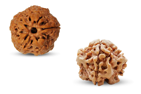 Underdeveloped Rudraksha Beads